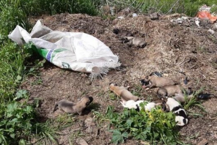 Osmaniye'de ağzı bağlı &ccedil;uvalda 11 yavru k&ouml;pek bulundu