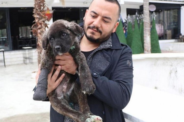 Kuyruğu, kulakları ve patisi kesilip sokağa atılan yavru k&ouml;pek 'Mucize' g&uuml;vende