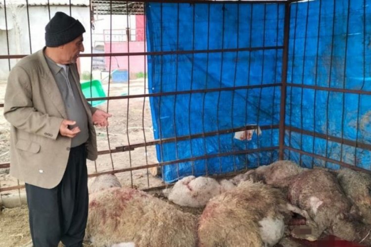 Osmaniye'de ahıra vahşi hayvanlar saldırdı: 15 koyun telef oldu