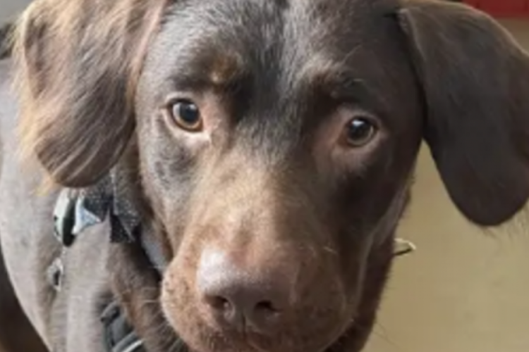 Sahibi &ouml;ld&uuml;kten sonra devamlı olarak alkol i&ccedil;en k&ouml;pek alkolik oldu!