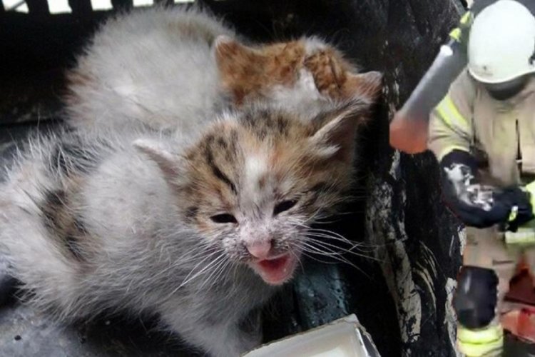 İstanbul'da yangın! 3 yavru kedi yanmaktan son anda kurtarıldı