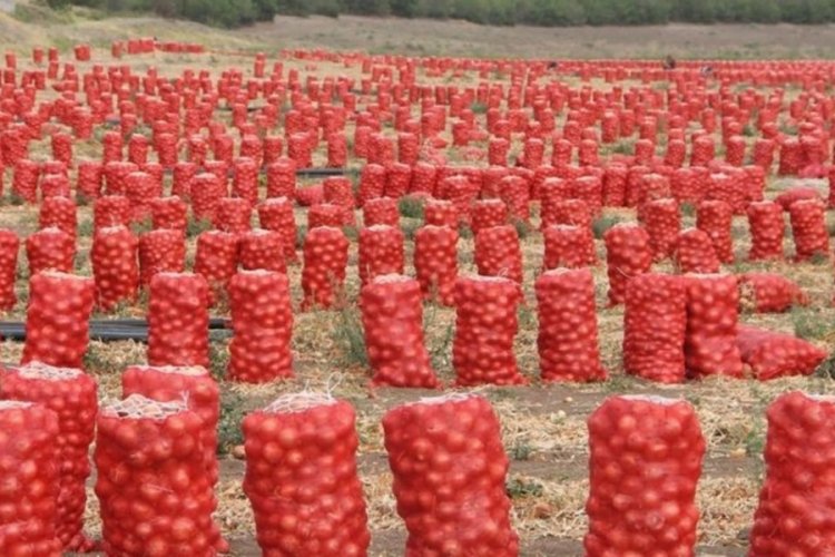 Tarım ve Orman Bakanlığı'ndan "Kuru soğan" a&ccedil;ıklaması