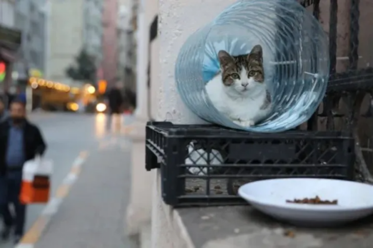 İstanbul Kadık&ouml;y'de toplu kedi &ouml;l&uuml;mleri araştırılıyor