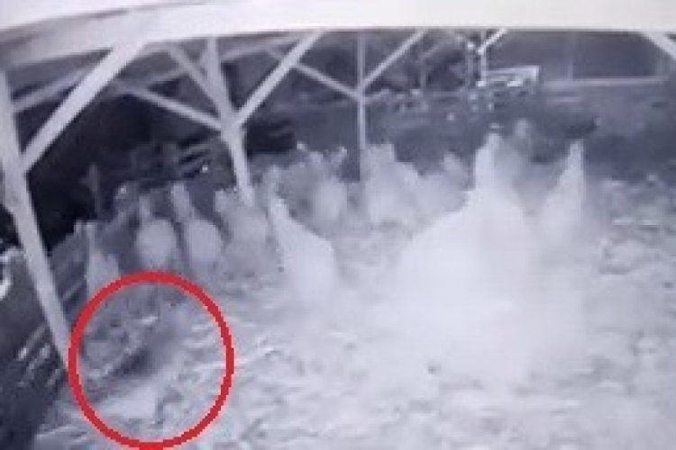 Bursa'da ahıra giren kurt, koyunlara saldırdı
