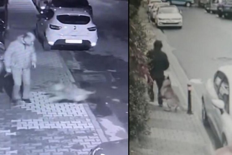 İstanbul'da mahallelinin kabusu: K&ouml;pek eşimi ısırdı, sopayla geziyoruz