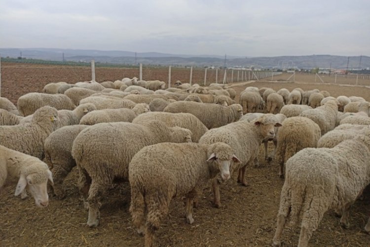 Bursa'da hayvan pazarlarının kapalı olması &uuml;reticiyi zora soktu