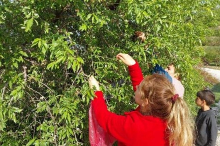 Dolu ve donun vurduğu &ccedil;ağla, dalında kaldı