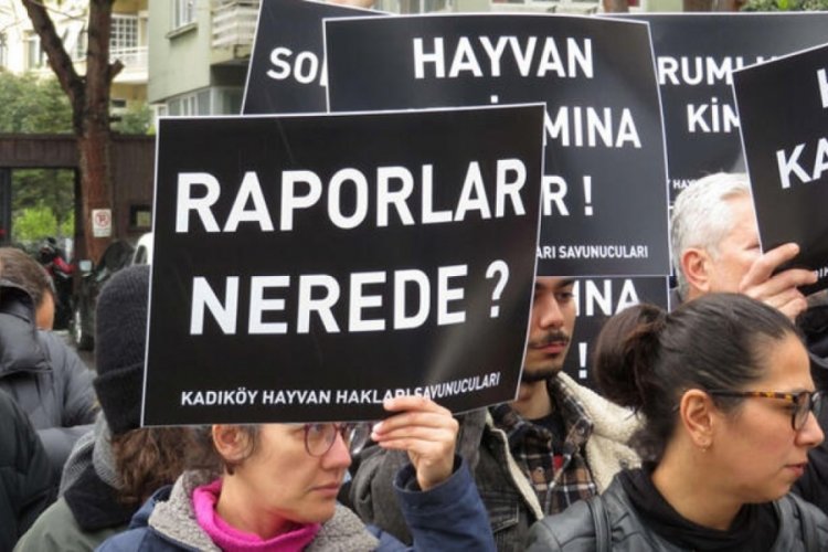 İstanbul'da hayvanseverlerden eylem: Kedilerin neden &ouml;ld&uuml;r&uuml;ld&uuml;ğ&uuml;n&uuml; bilmek istiyoruz