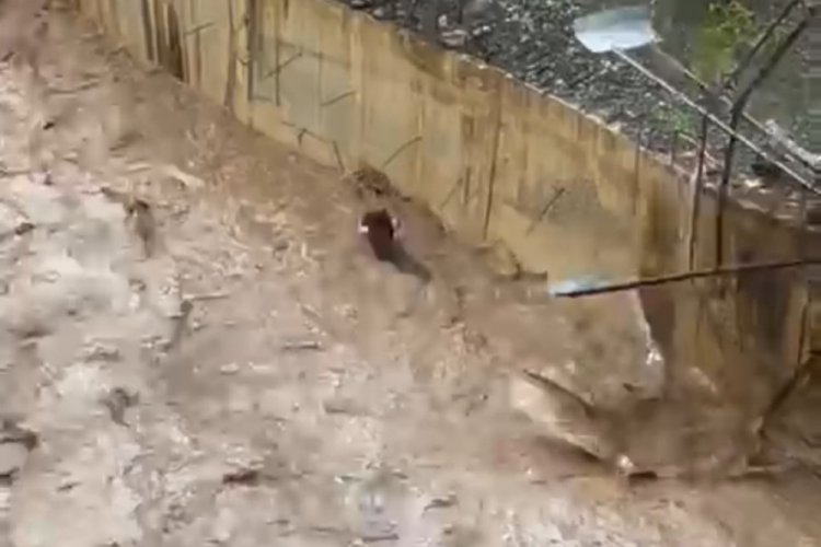 Hakkari'de sele kapılan inek telef oldu