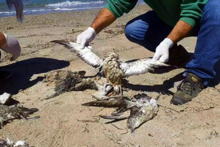 Aydın Kuşadası Sahili'nde 24 yelkovan kuşu &ouml;l&uuml; bulundu