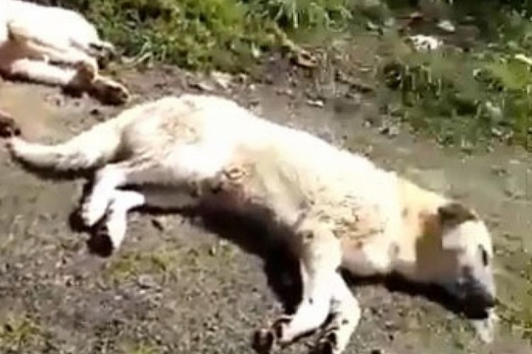 Zonguldak'ta onlarca k&ouml;pek boş arazide &ouml;l&uuml;me terk edildi