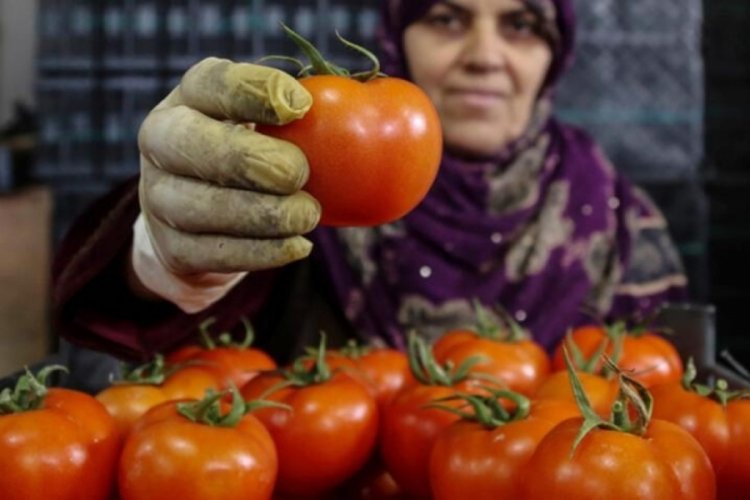 İhracatın kralı domates ve biber oldu