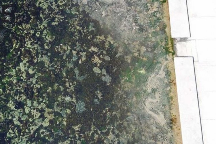 İstanbul sahillerinde m&uuml;silaj benzeri kirlilik: Geri mi d&ouml;nd&uuml;?