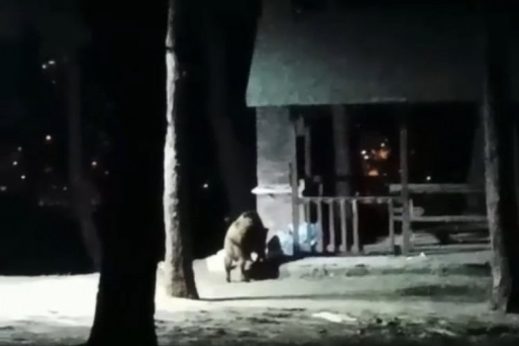 Bursa'da a&ccedil; kalan domuzlar şehir merkezine indi