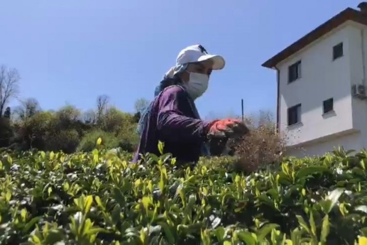 Doğu Karadeniz'de 2023 yılı yaş &ccedil;ay sezonu hazırlıkları başladı