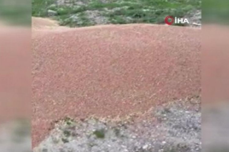 Ankara'da 50 ton buğday boş araziye d&ouml;k&uuml;ld&uuml;!