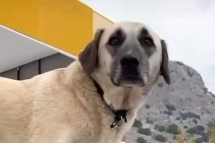 Antalya'da servis şof&ouml;r&uuml;n&uuml;n cinsel saldırıyla su&ccedil;landığı k&ouml;pek bulundu