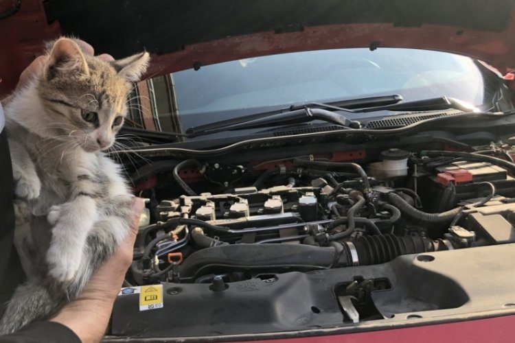 Erzincan'da otomobilin motor kısmında mahsur kalan kedi kurtarıldı