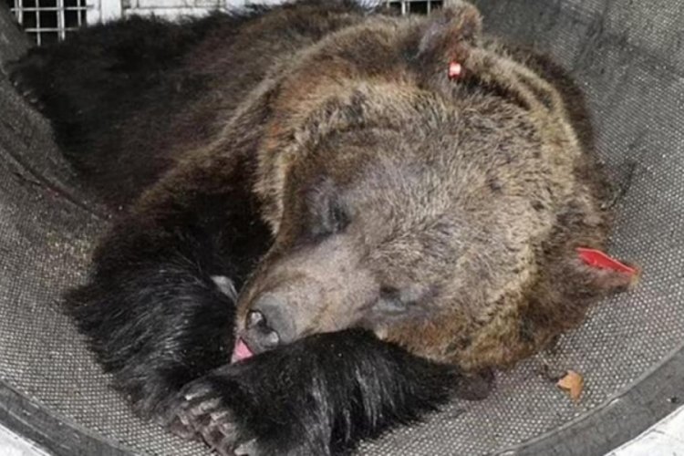 İtalya'da bir kişiyi &ouml;ld&uuml;ren ayı hakkında mahkeme karar alacak
