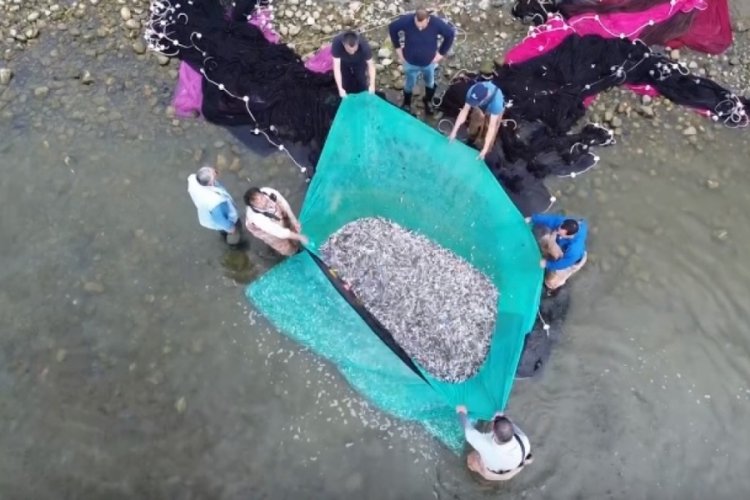 Bursa İznik G&ouml;l&uuml;'nde g&uuml;m&uuml;ş balığı bereketi