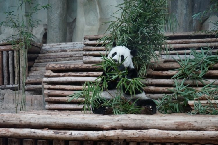 Dev panda Lin Hui 21 yaşında hayatını kaybetti