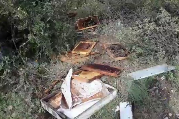 Bursa'da a&ccedil; kalan ayı arı kovanlarını par&ccedil;aladı