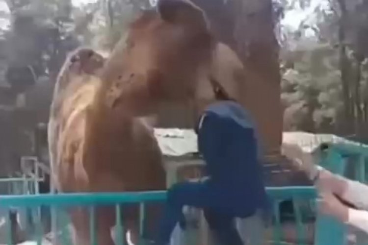 Denizli'de korkutan olay! Deve, minik &ccedil;ocuğun kafasını ağzına alıp havaya kaldırdı