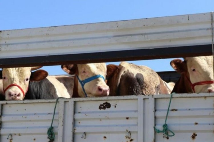 Kurbanlık sevki i&ccedil;in son m&uuml;racaat tarihi 28 Nisan