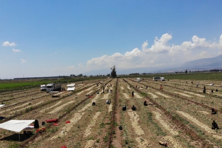 Hatay'da soğan tarlada 9-10 lira seviyesine d&uuml;şt&uuml;! "Parayı marketler kazanıyor"