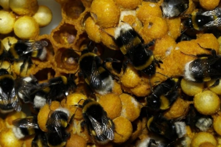 Seralar i&ccedil;in laboratuvar şartlarında 'bombus arısı' &uuml;retildi