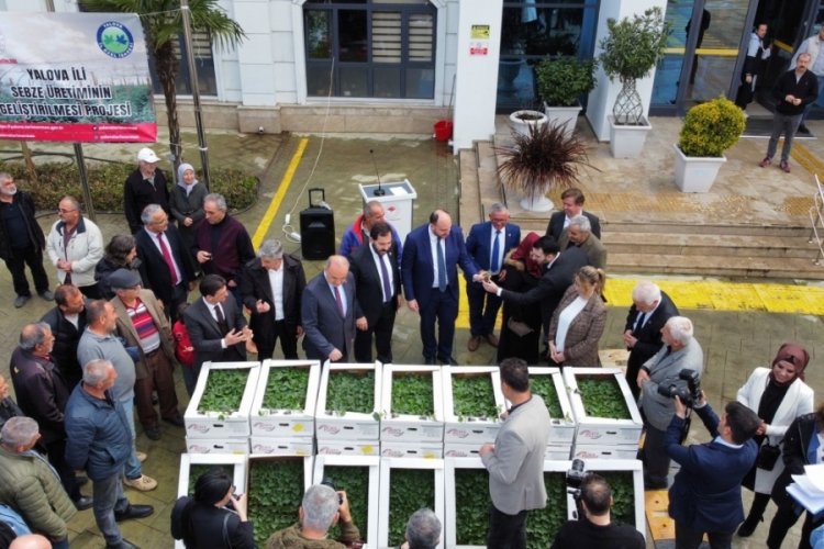 Yalova'da &ccedil;ift&ccedil;ilere 252 bin adet sebze fidesi dağıttı