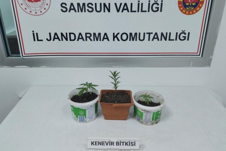 Samsun'da kenevir baskını