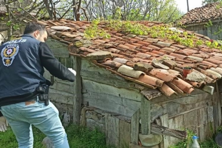 Sinop'ta bah&ccedil;esindeki saksılarda kenevir yetiştiren ş&uuml;pheli tutuklandı