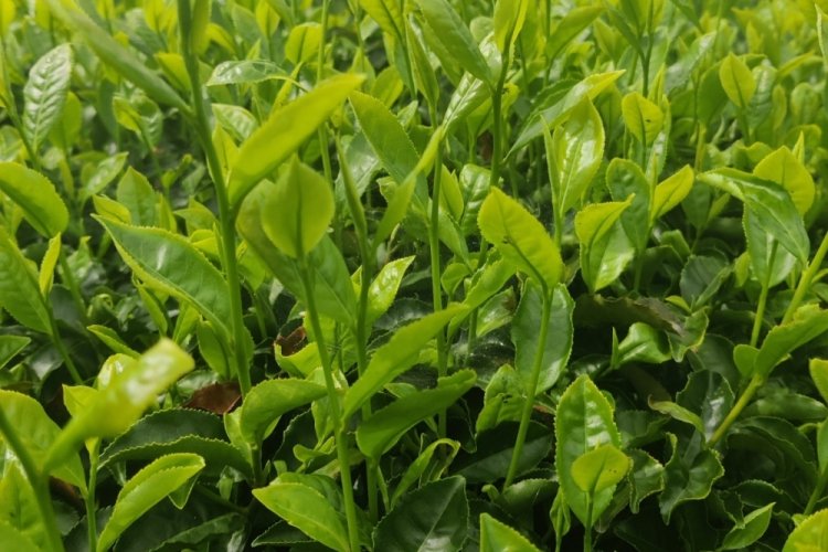 Saral: Yaş &ccedil;ay fiyatı bu yıl en az 15 olmalı