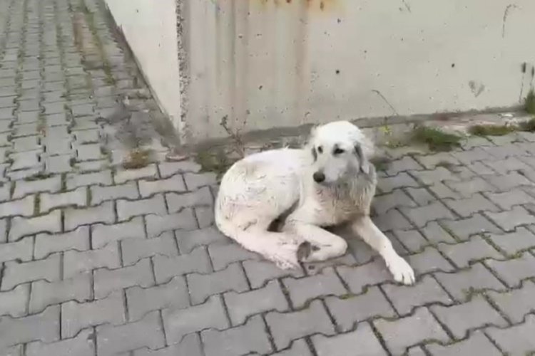İzmir'de k&ouml;peğe işkence!