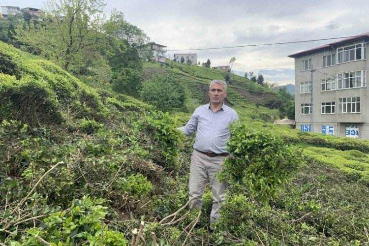 &Ccedil;ay &uuml;reticilerinden &ccedil;ay budama tepkisi