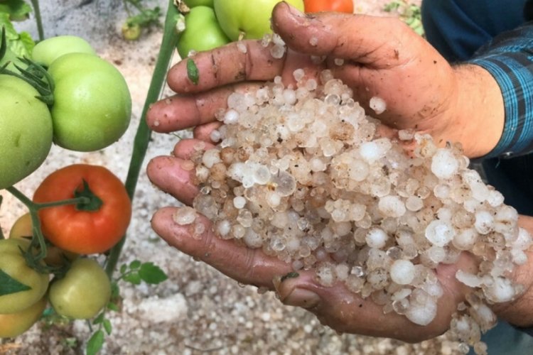 Mersin'de dolu yağışı tarım &uuml;r&uuml;nlerine zarar verdi