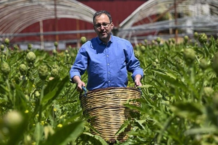 Bakan Kasapoğlu enginar hasadında
