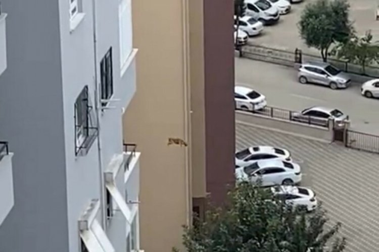 Adana'da mahsur kalan kedi 14. kattan atladı!