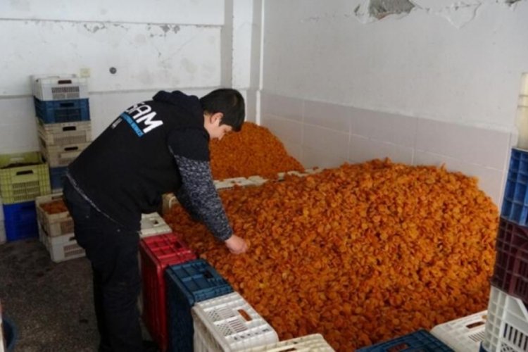 Malatya'da kuru kayısı ihracatı depreme rağmen 2 ton artışta