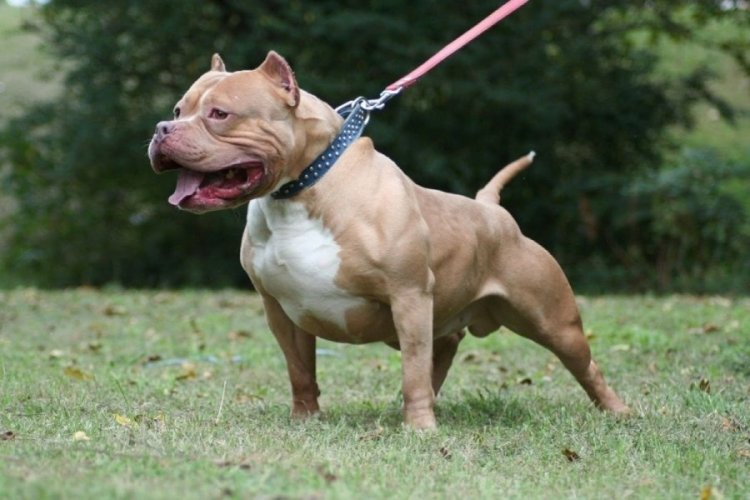 Zonguldak'ta pitpull cinsi k&ouml;peğin saldırdığı 5 yaşındaki &ccedil;ocuk yaralandı