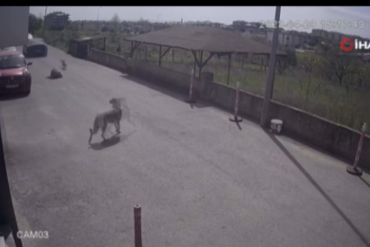 &Ouml;n&uuml;ne atlayan k&ouml;peği ezip, ka&ccedil;tı!