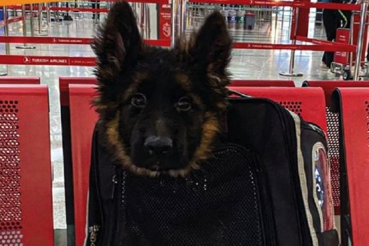 T&uuml;rkiye, Meksika'ya Proteo anısına k&ouml;pek yolladı
