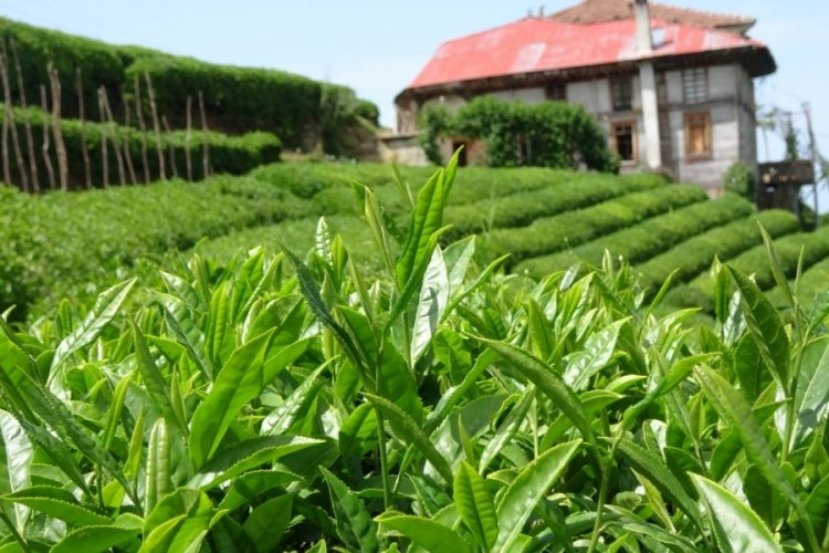 &Ccedil;ay &uuml;reticileri, 2023 yılı yaş &ccedil;ay alım taban fiyatını beğenmedi