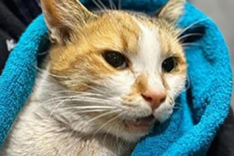 İstanbul'da k&ouml;peğine kediyi &ouml;ld&uuml;rten şahsa 'hayvan konulu kitap okuma' cezası