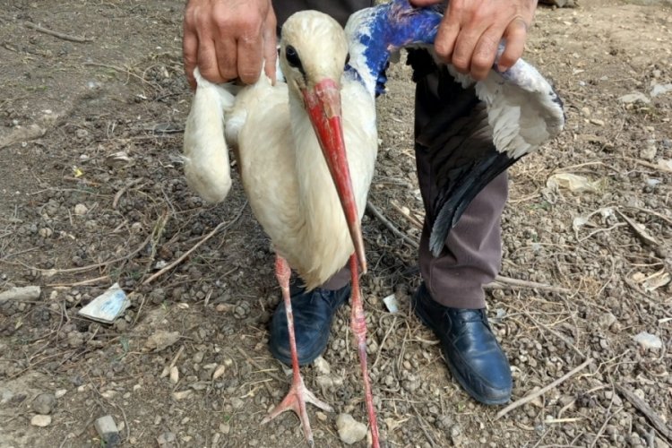 Bursa Orhangazi'de yaralı halde bulunan leylek, tedavi altına alındı