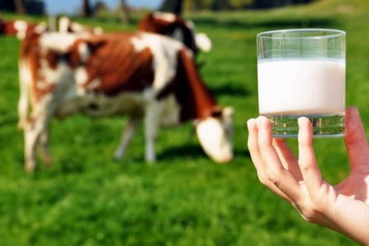 T&Uuml;İK a&ccedil;ıkladı! 2022 yılında &ccedil;iğ s&uuml;t &uuml;retimi azaldı