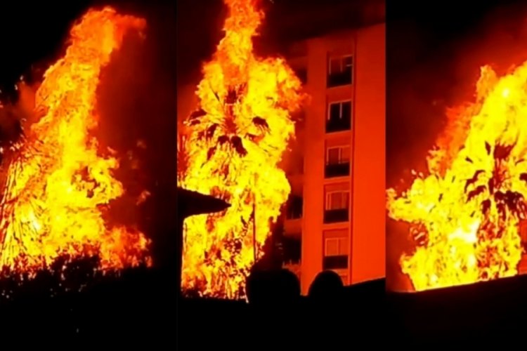 Mersin'de palmiye ağa&ccedil;ları alev alev yandı