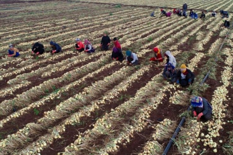 Soğan fiyatları d&uuml;şt&uuml;, &uuml;r&uuml;nler tarlada kaldı!