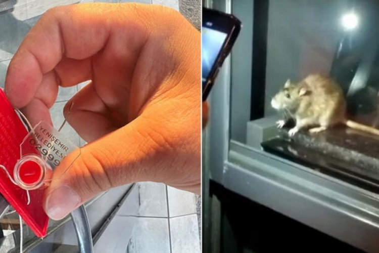 Mersin'de bir fırında fare g&ouml;r&uuml;ld&uuml;: &Uuml;r&uuml;nler imha edildi